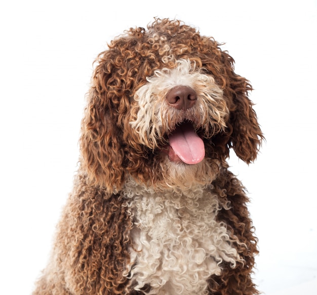 Foto gratuita perro marrón de cerca con la lengua fuera