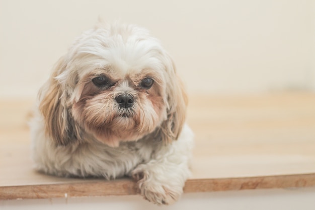 Perro marrón claro de raza Mal-Shih delante de una pared blanca