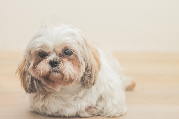 Perro marrón claro de raza Mal-Shih delante de una pared blanca