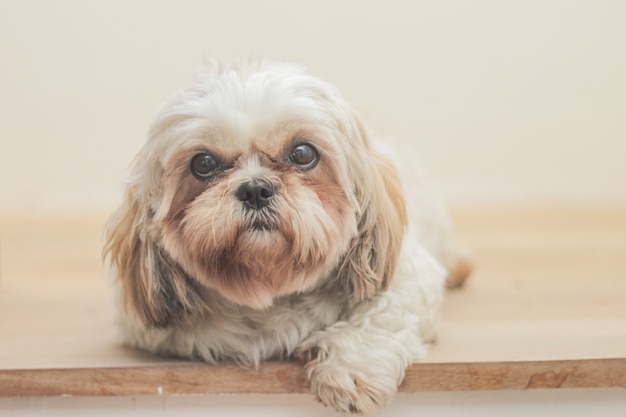 Perro marrón claro de raza Mal-Shih en pared blanca