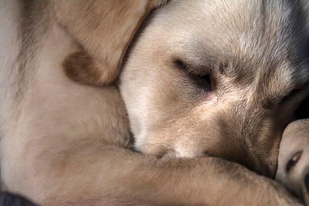 perro marrón durmiendo