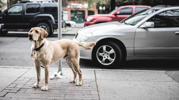 Foto gratuita perro marrón de pelaje corto de pie junto a un coche gris aparcado en la carretera