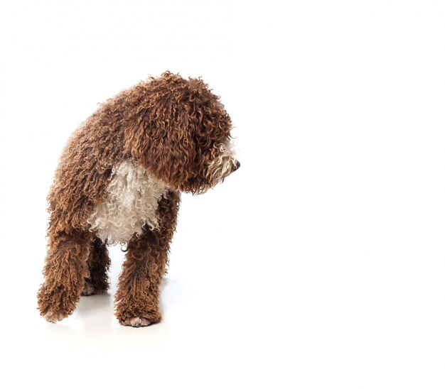 Perro marrón de pelo largo caminando