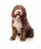 Foto gratuita perro marrón de pelo largo con la lengua fuera