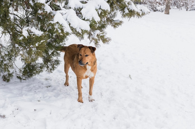 Foto gratuita perro marrón que se coloca en paisaje nevoso en día de invierno