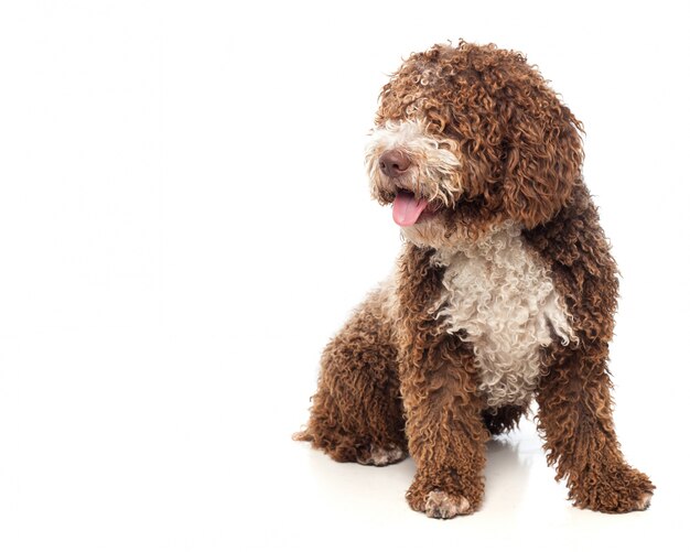 Perro marrón sentado con la lengua fuera