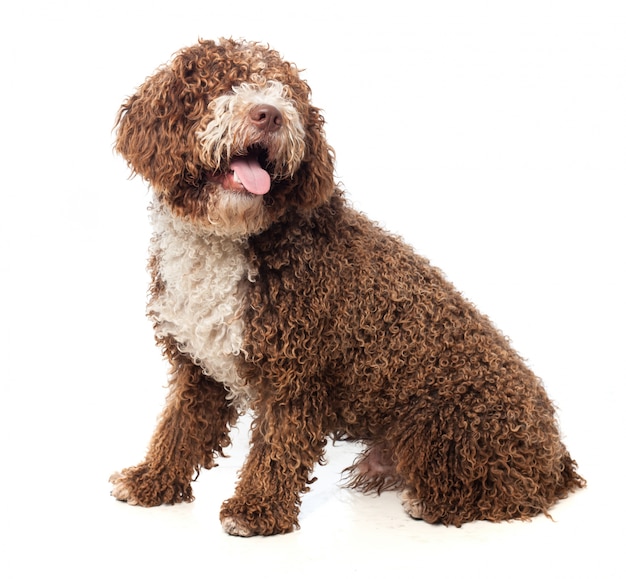 Perro marrón sentado con la lengua fuera