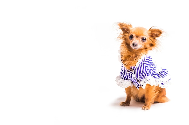 Perro marrón con vestido azul aislado sobre fondo blanco