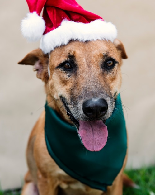 Perro mascota traje de navidad lindo animal juguetón