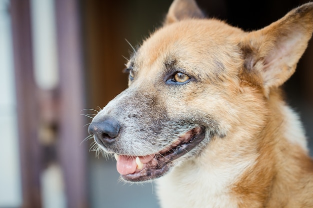 Foto gratuita perro mirando hacia adelante