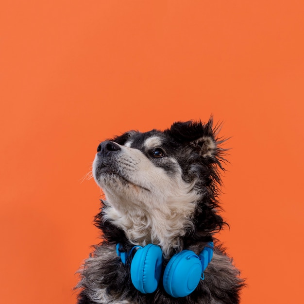 Perro mirando hacia arriba con auriculares en el cuello