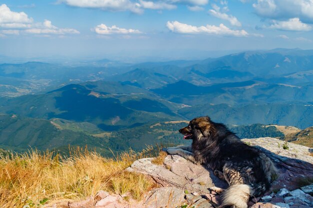 Perro en las montañas de los Balcanes en Serbia
