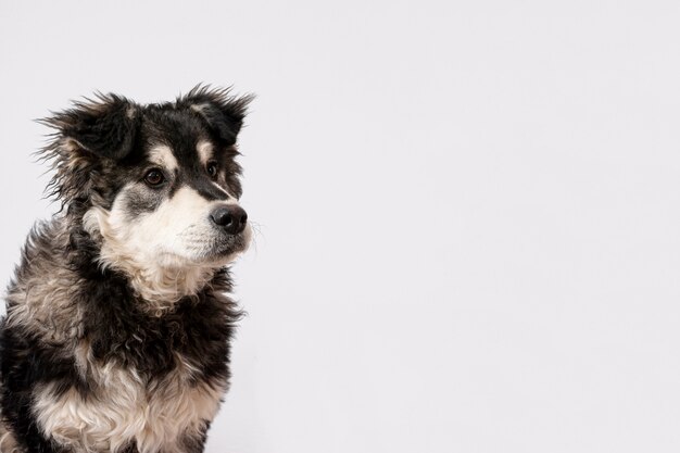 Perro mullido sobre fondo blanco