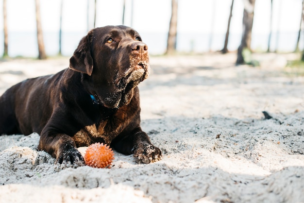 Perro negro feliz en la naturaleza