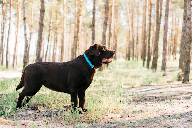 Perro negro feliz en la naturaleza