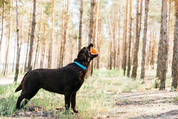 Perro negro feliz en la naturaleza