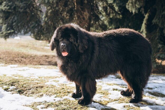 Perro negro grande afuera en el parque