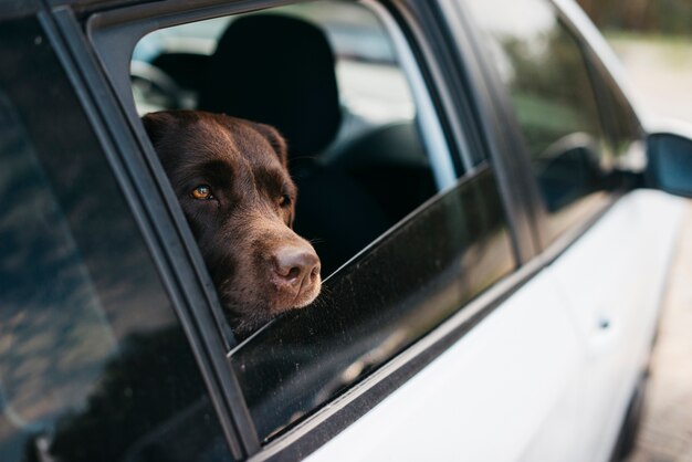 Perro negro grande en coche