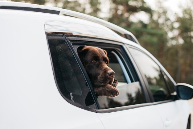 Perro negro grande en coche