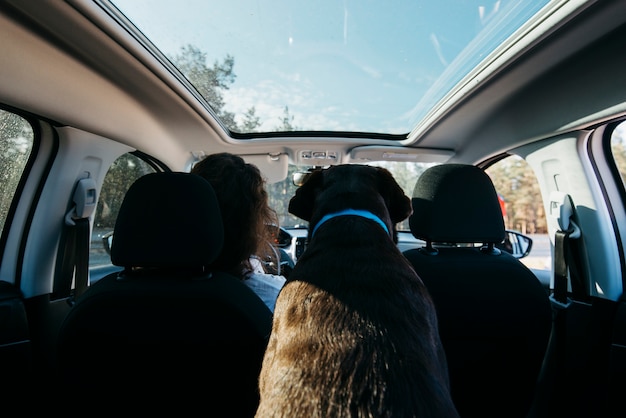 Perro negro grande en coche