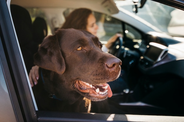 Foto gratuita perro negro grande en coche