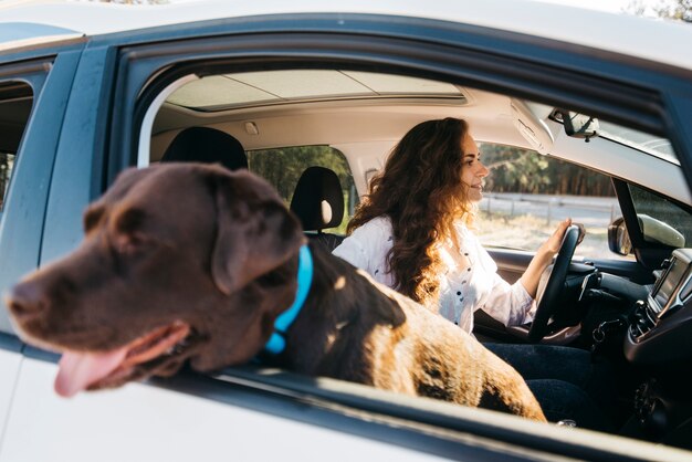 Perro negro grande en coche