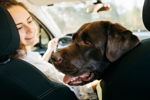 Perro negro grande en coche