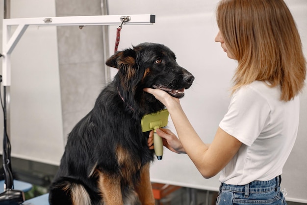 Foto gratuita perro negro grande obteniendo procedimiento en el salón de peluquería mujer joven en camiseta blanca peinando a un perro el perro está atado en una mesa azul