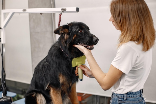 Perro negro grande obteniendo procedimiento en el salón de peluquería Mujer joven en camiseta blanca peinando a un perro El perro está atado en una mesa azul