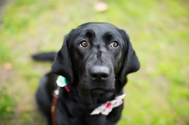 Perro negro en un parque con un fondo borroso