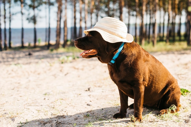 Foto gratuita perro negro pasándoselo bien en la playa