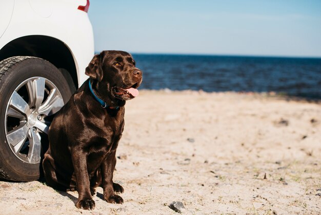 Perro negro pasándoselo bien en la playa