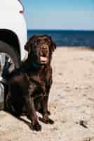 Foto gratuita perro negro pasándoselo bien en la playa