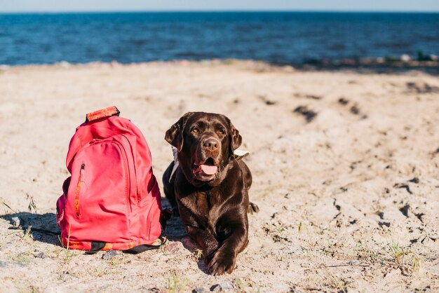 Perro negro pasándoselo bien en la playa