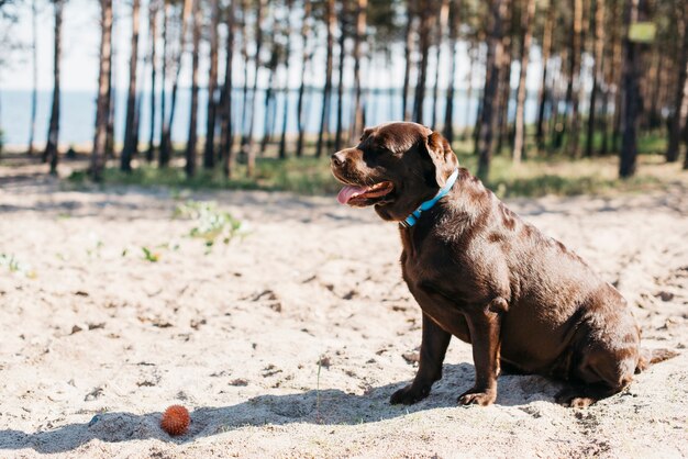 Perro negro pasándoselo bien en la playa