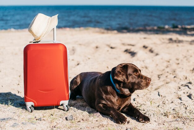 Foto gratuita perro negro pasándoselo bien en la playa