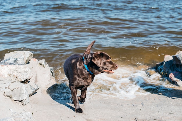 Perro negro pasándoselo bien en la playa