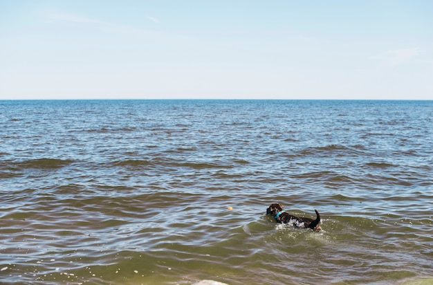 Perro negro pasándoselo bien en la playa