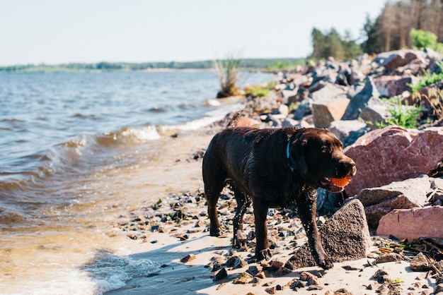 Perro negro pasándoselo bien en la playa
