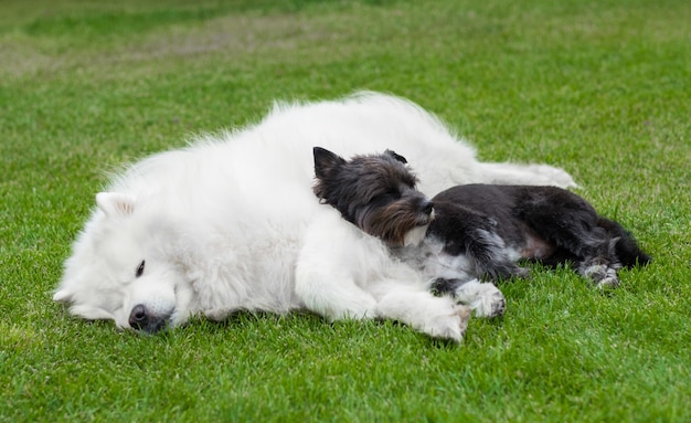 Perro negro tendido en el Alaskan Malamute blanco sobre el césped verde