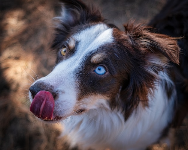 Perro con ojos azules