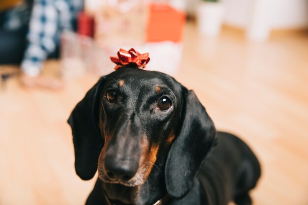 Perro con ornamento de navidad en la cabeza