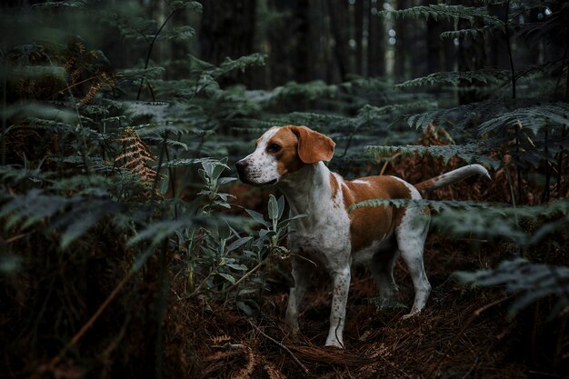 Perro parado en el bosque