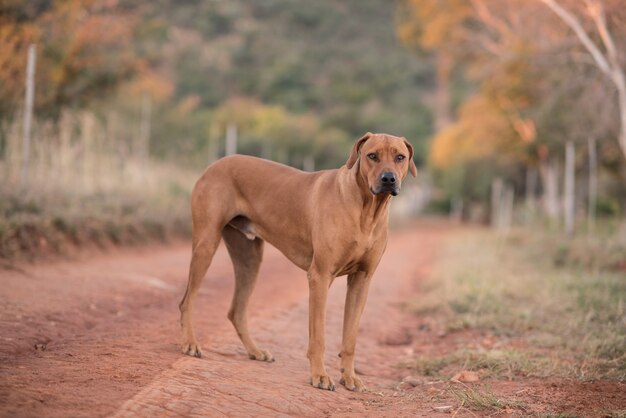 perro parado en el camino