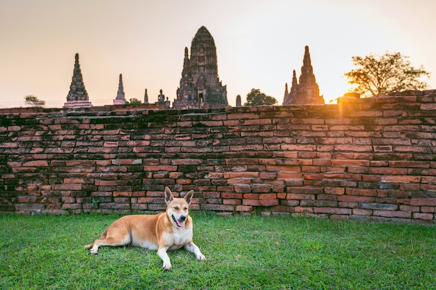 Foto gratuita perro en el parque histórico de ayutthaya, templo budista wat chaiwatthanaram en tailandia.