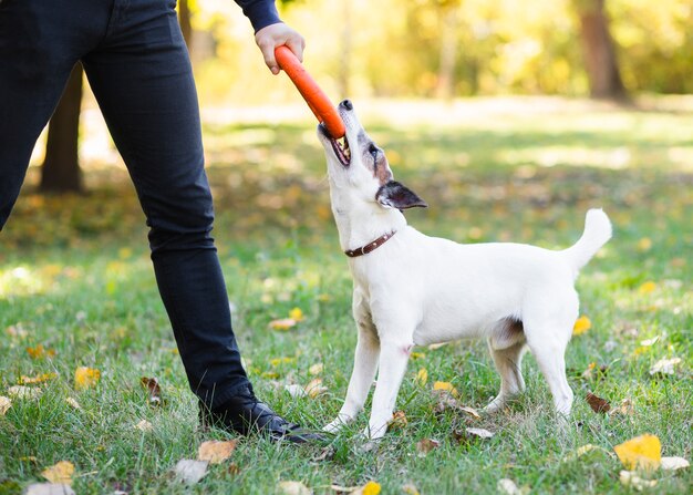 Perro en el parque jugando con el dueño