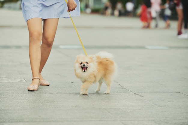 Perro paseando por la ciudad