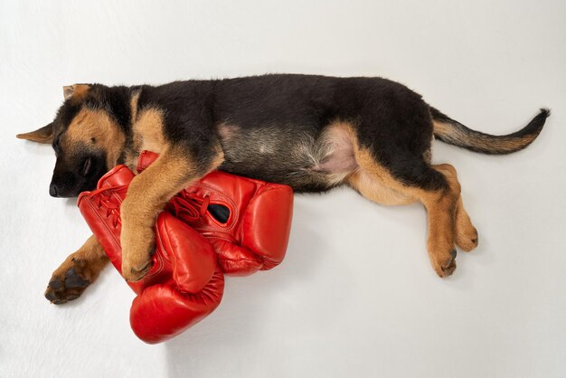 Perro pastor alemán durmiendo con guantes de boxeo rojos en un fondo blanco