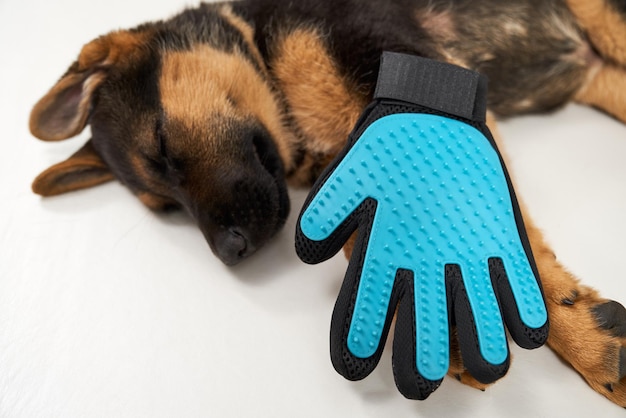 Foto gratuita perro pastor alemán durmiendo con guantes de puntos azules negros sobre un fondo blanco