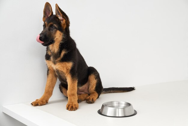 El perro pastor alemán lamia los labios esperando para comer cerca del cuenco en la mesa blanca